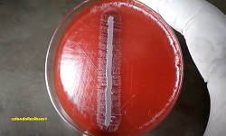 Satellitism test